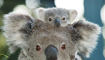 Billabong Koala and Wildlife Park - Carnarvon Accommodation